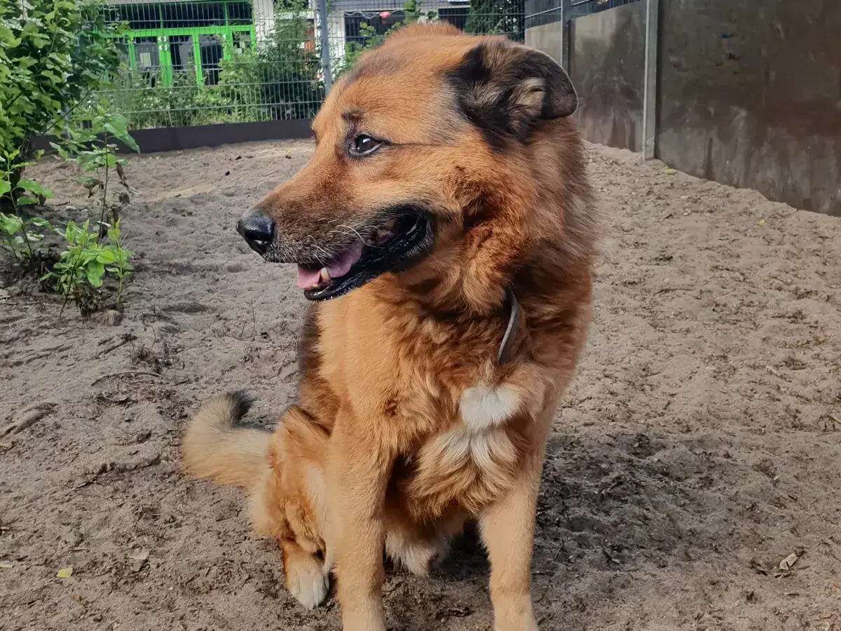 Joussi - Deutscher Schäferhund - Bild 2
