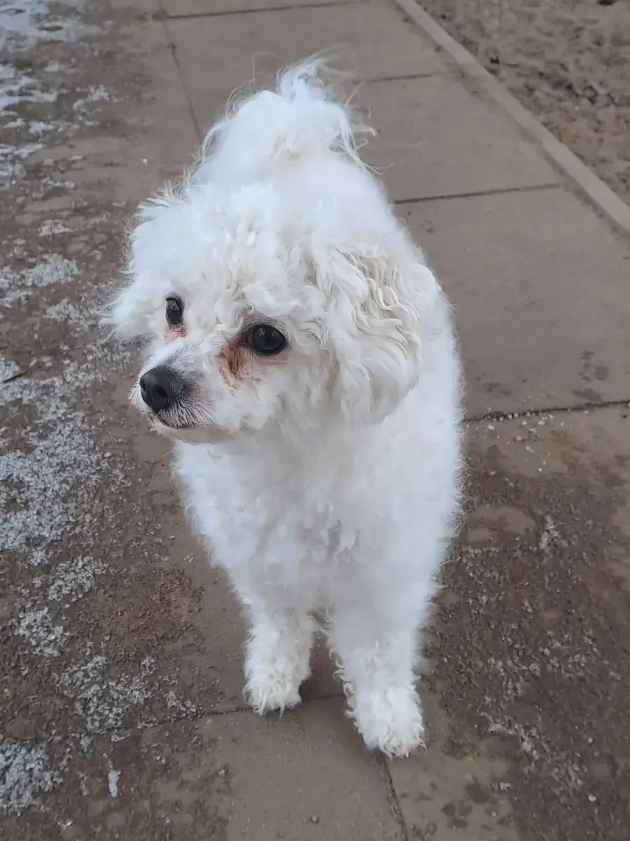 Nelly - Bichon Frisé - Bild 3