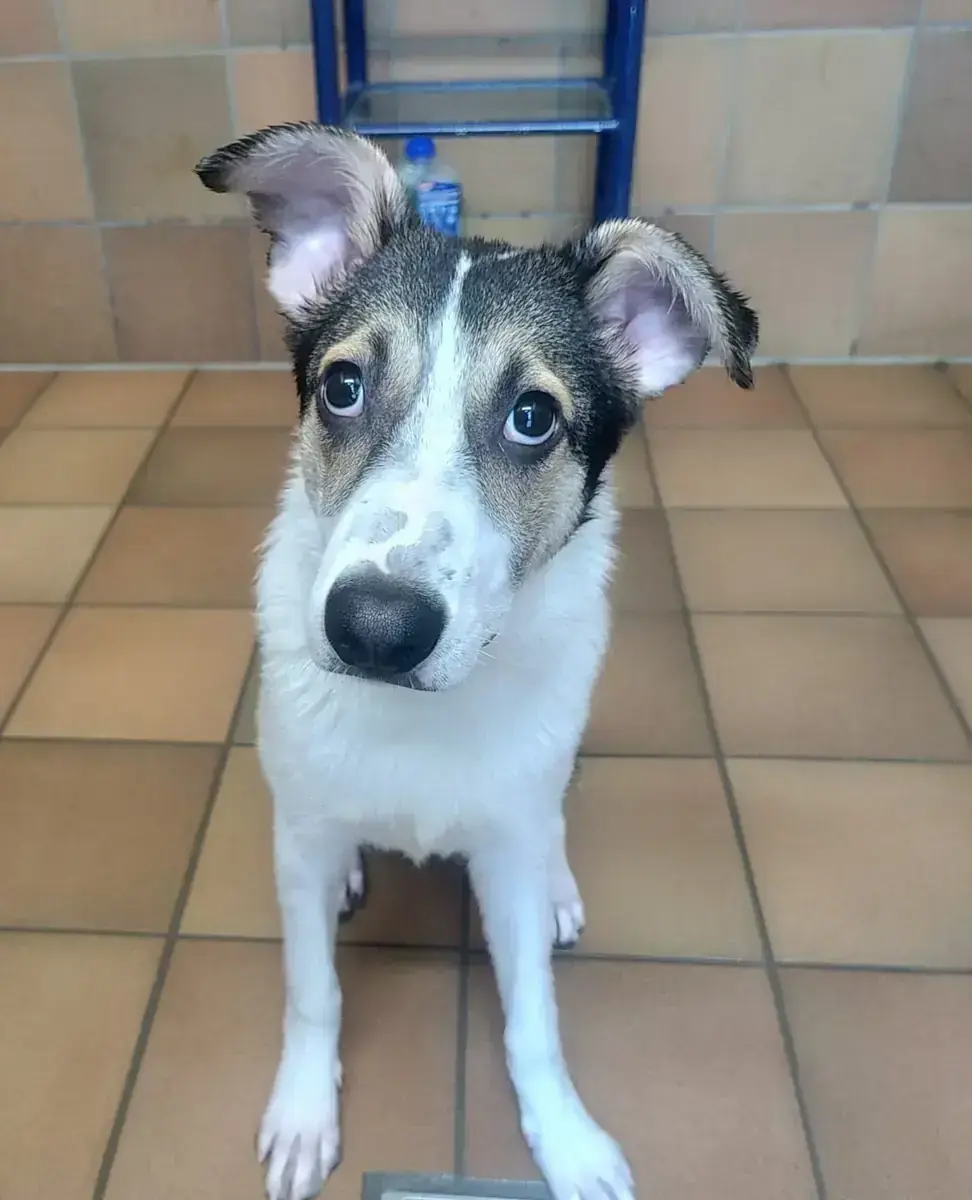 Hund Laika