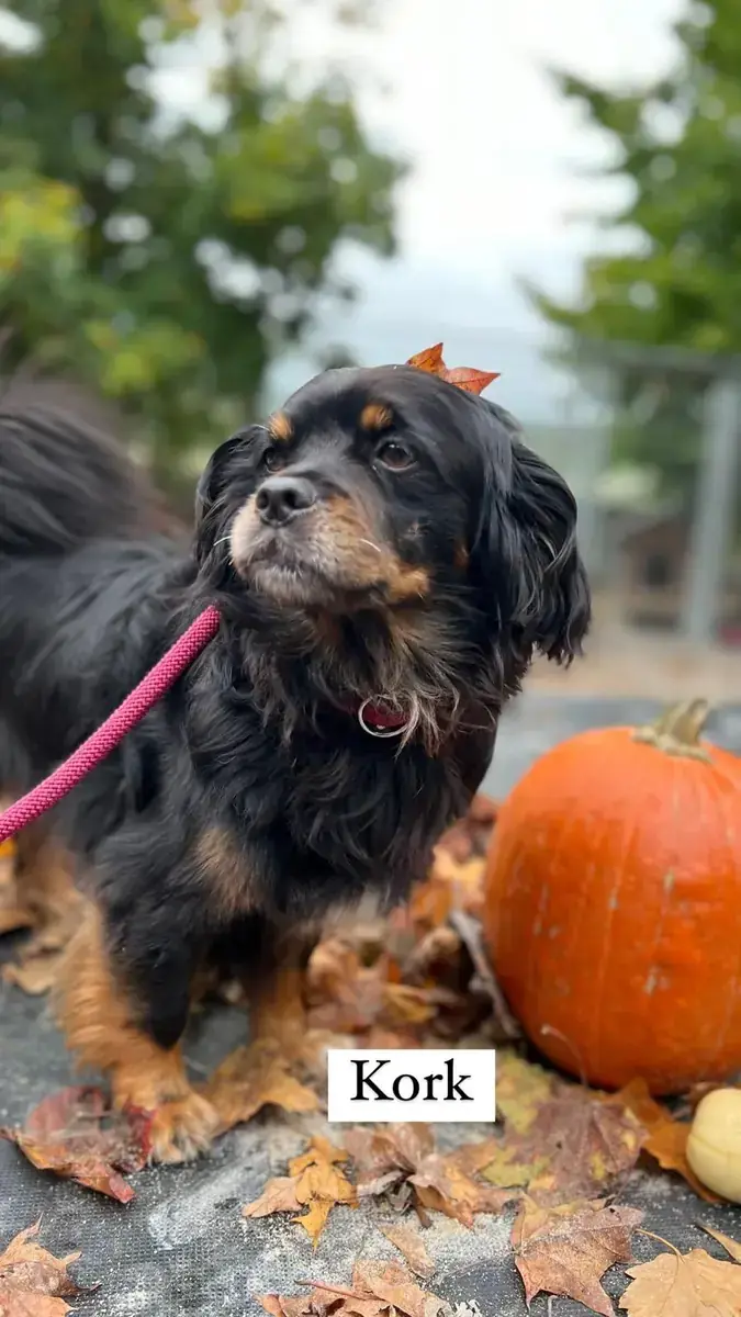Kork - Tibet-Spaniel - Bild 3