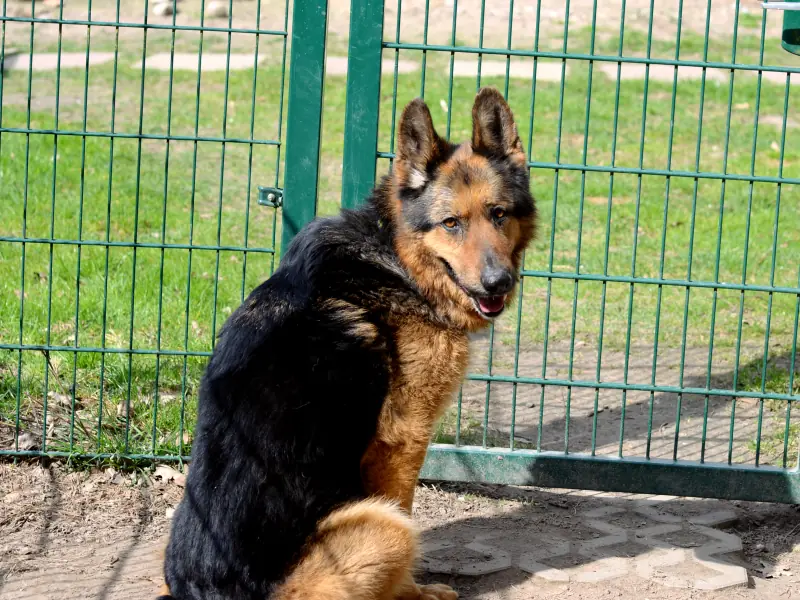 Dex - Deutscher Schäferhund - Bild 6