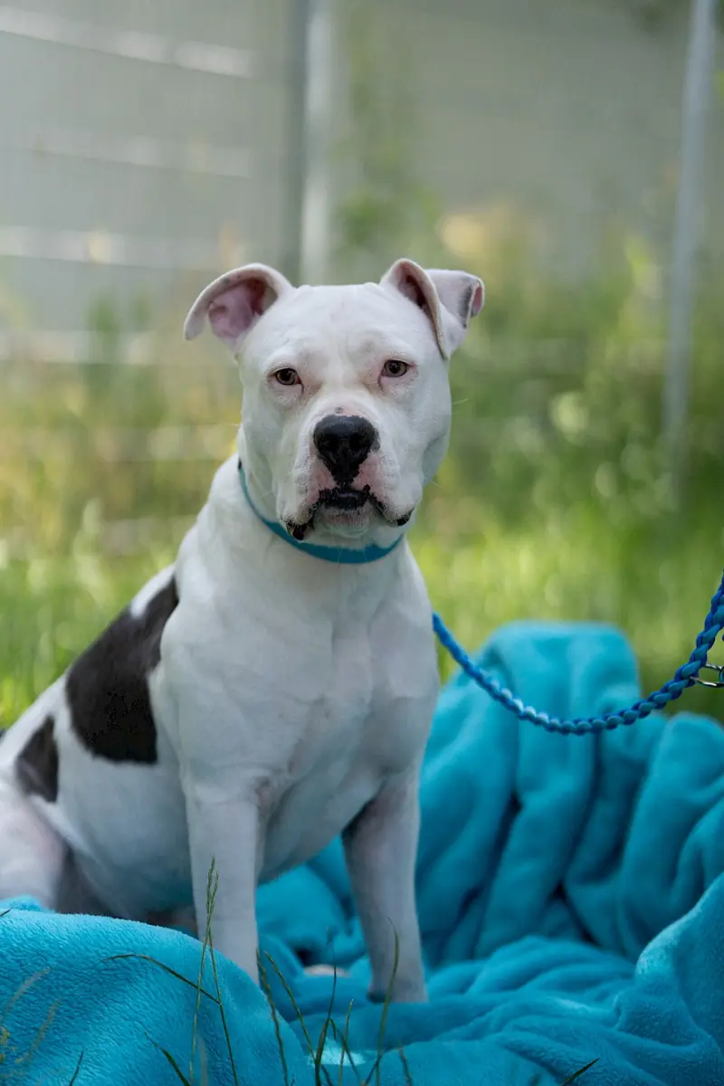 Apollo - American Staffordshire Terrier - Bild 12