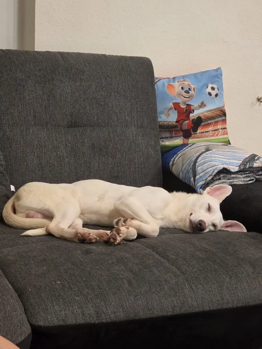 Balto -  - Bild 5