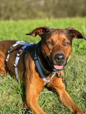 Sparky - Deutscher Schäferhund - Bild 1