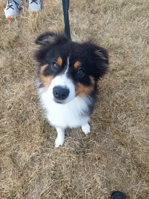 Hayato – Australian Shepherd – Bild 3