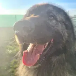 Kooper -  - Bild 3