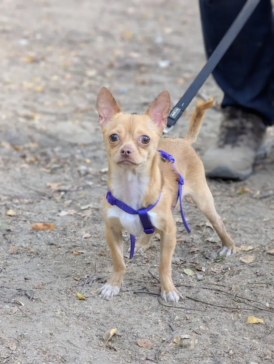 Little - Chihuahua - Bild 1