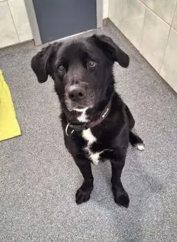 Labrador Retriever-Mix Sissy