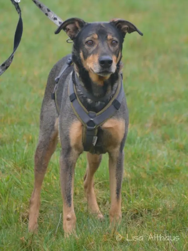Elmo - Deutscher Schäferhund - Bild 3