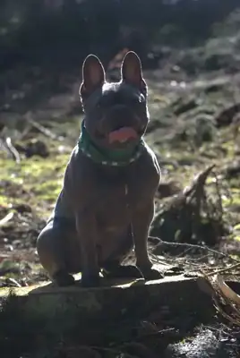 Cooper – Hund – Bild 25