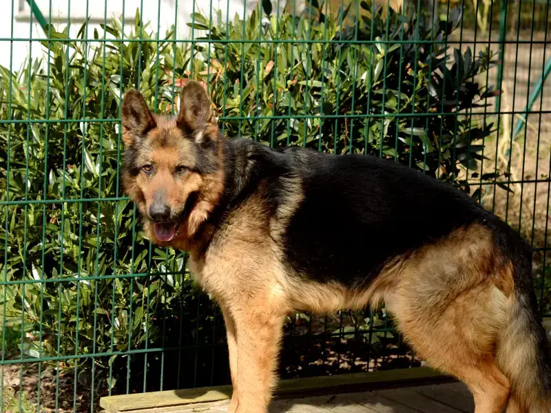 Dex - Deutscher Schäferhund - Bild 5