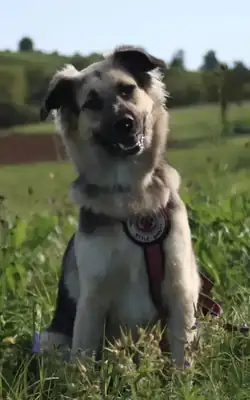 Suki – Hund – Bild 4