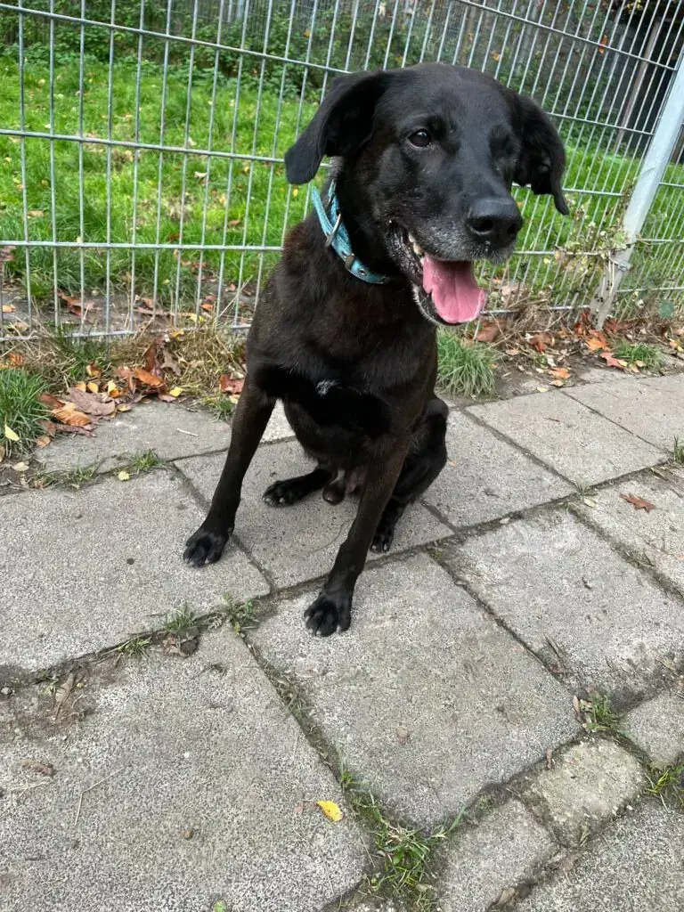 Oskar - Labrador Retriever - Bild 2
