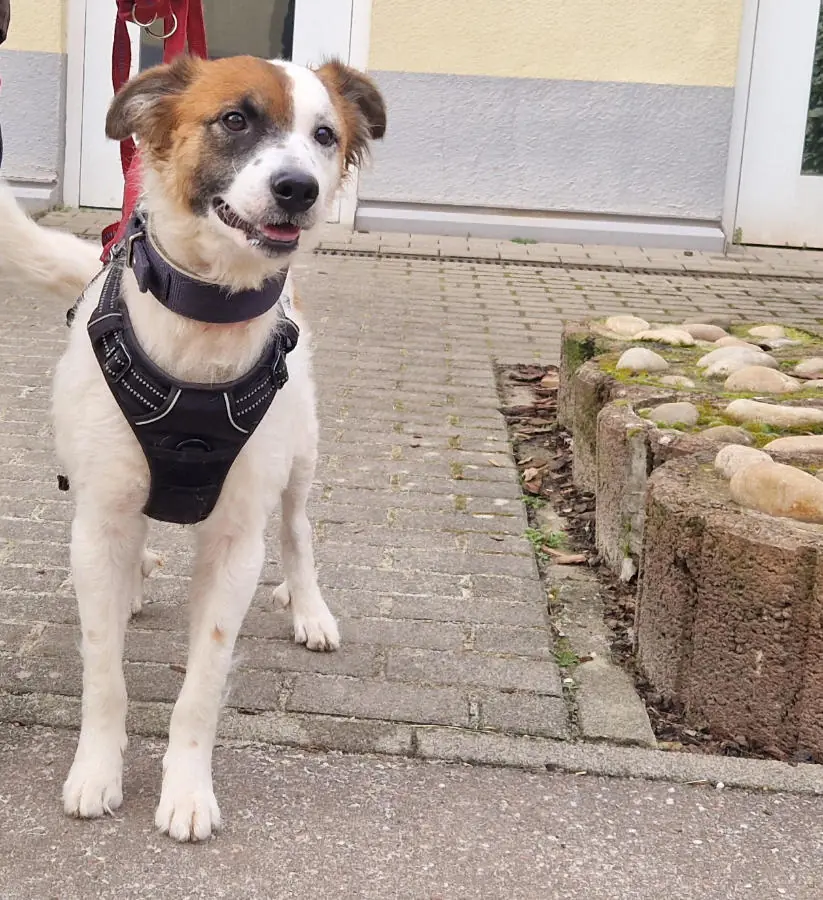 Bella -  - Bild 2
