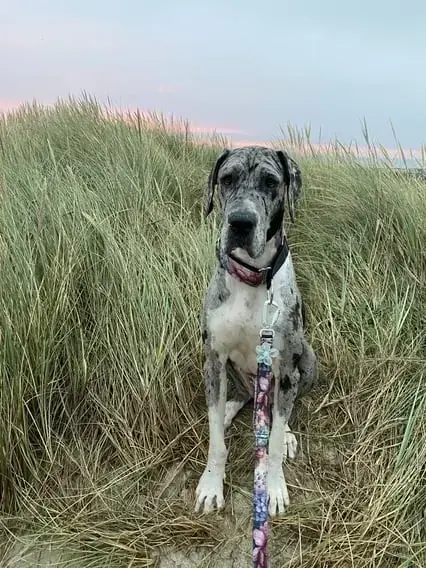 Tilda - Deutsche Dogge - Bild 2