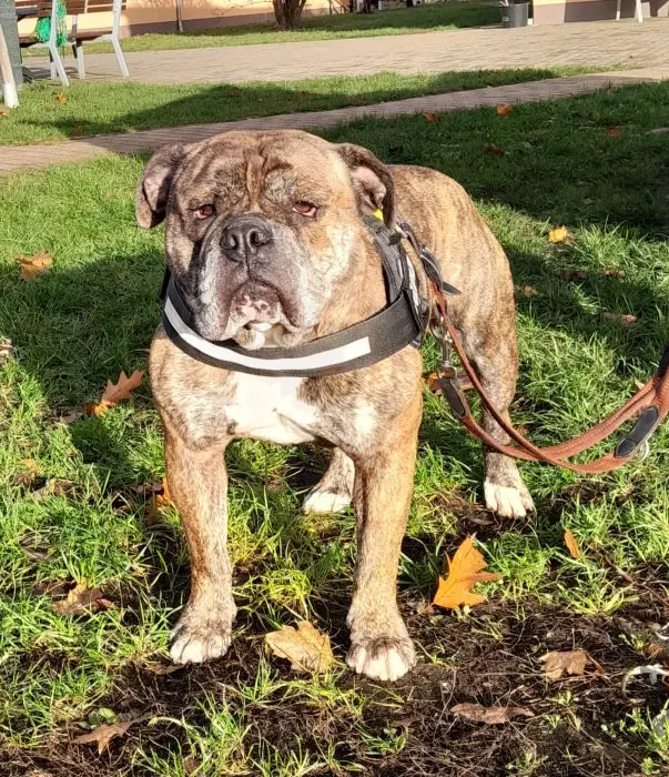Attila - Englische Bulldogge - Bild 1