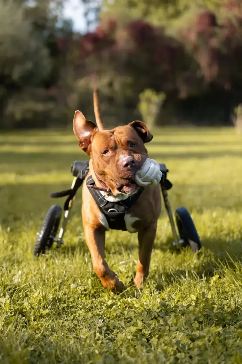 Tyson - American Staffordshire Terrier - Bild 1