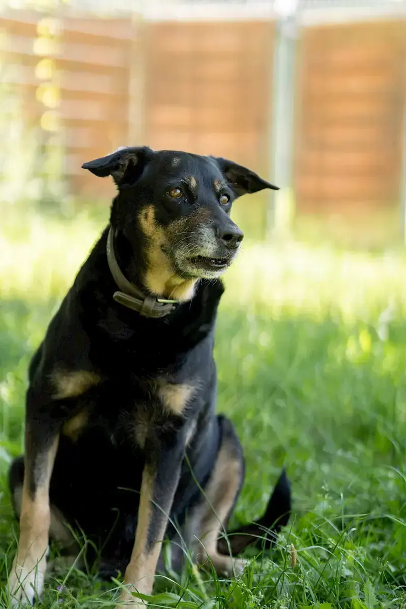 Shila -  - Bild 10