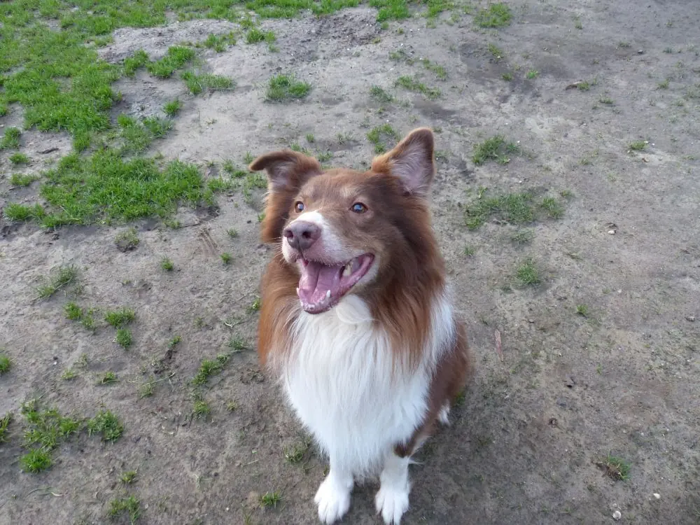 Rocko -  - Bild 1
