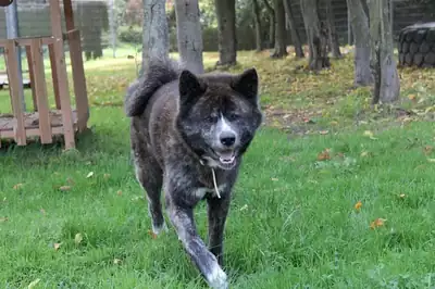 Thor – Akita – Bild 3