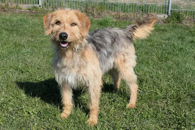 Becca - Serbischer Laufhund - Bild 3