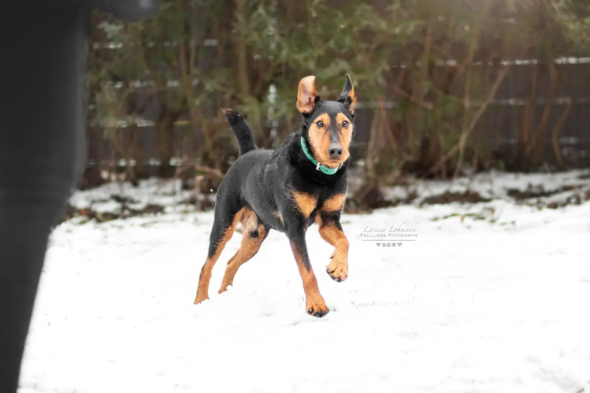 Rudi -  - Bild 19