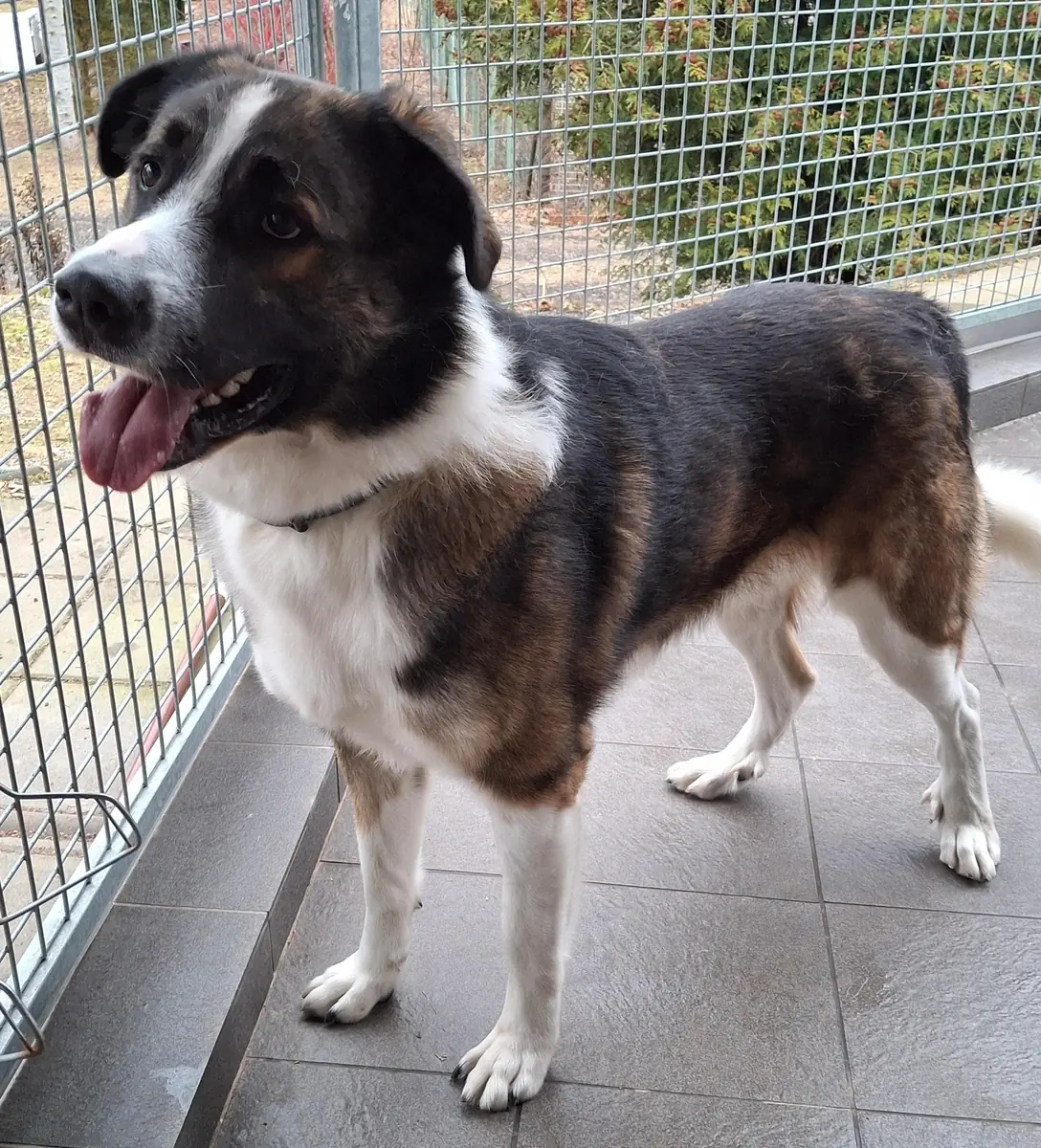 Lennart (Lenny) - Französischer Vorstehhund, Typus Pyrenäen - Bild 3