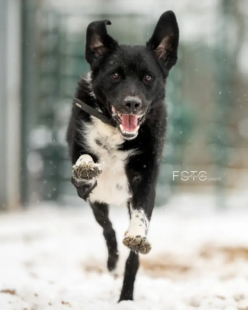 Spike -  - Bild 3