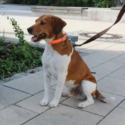 Jack – Beagle – Bild 4