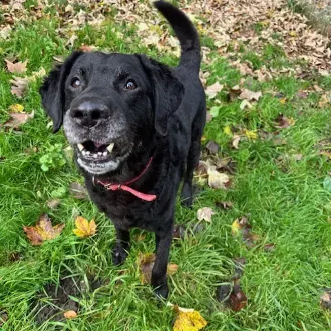 Teddy - Labrador Retriever - Bild 1