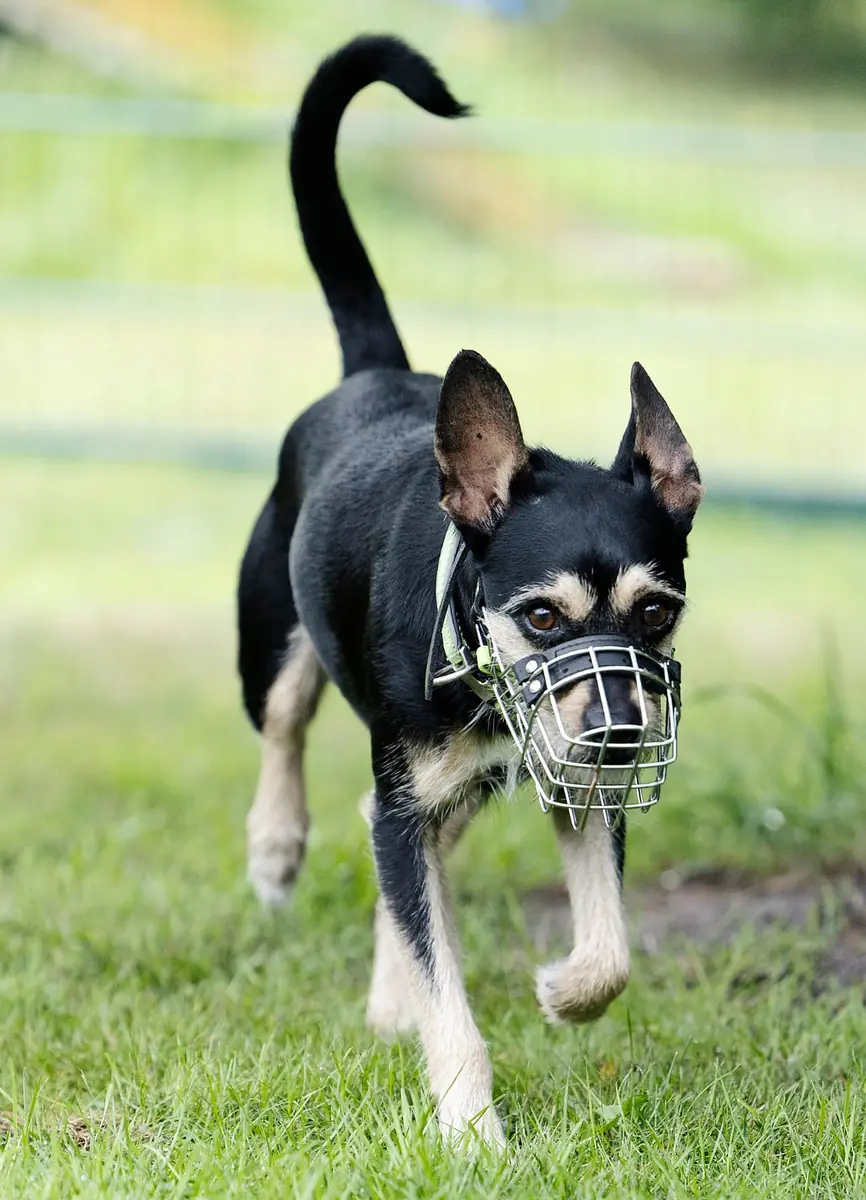 Patu - Riesenschnauzer, Afghanischer Windhund - Bild 3