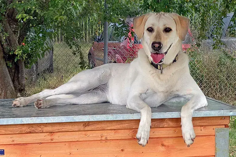 Nelly - Labrador Retriever - Bild 1