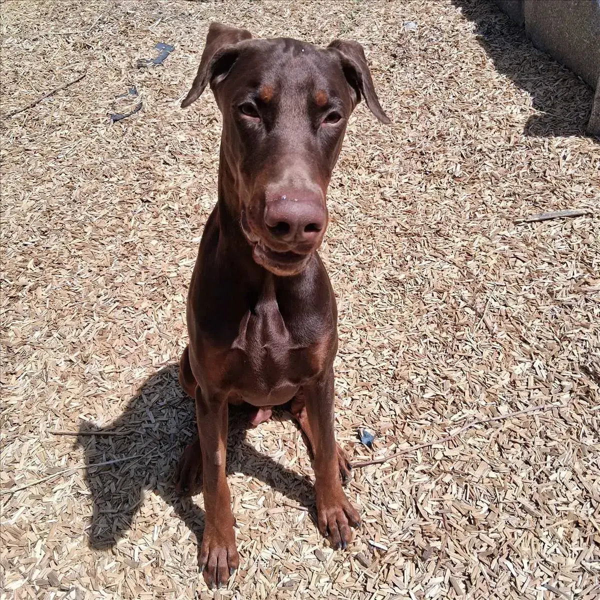 PABLO - Dobermann - Bild 2