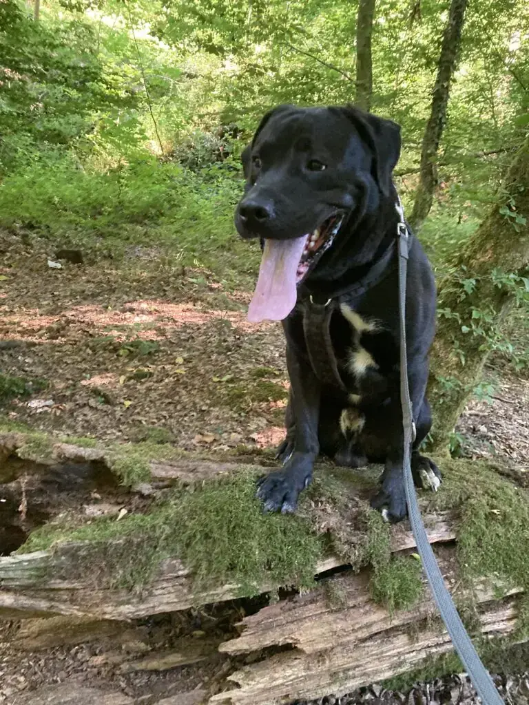 Bobbie -  - Bild 6