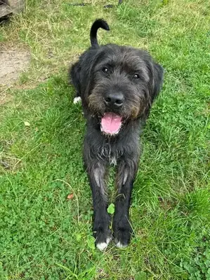 Kalle – Riesenschnauzer – Bild 6