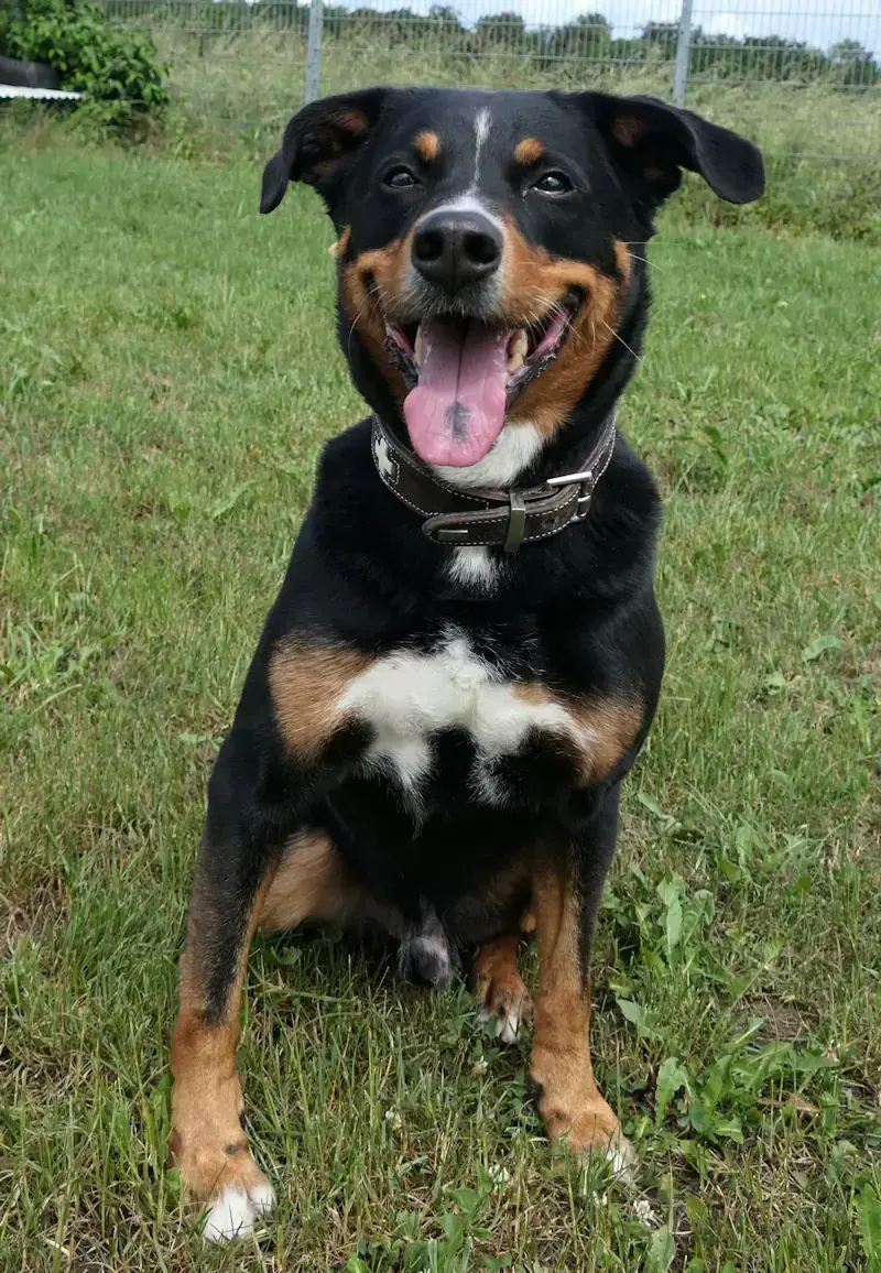 Caruso -  - Bild 2