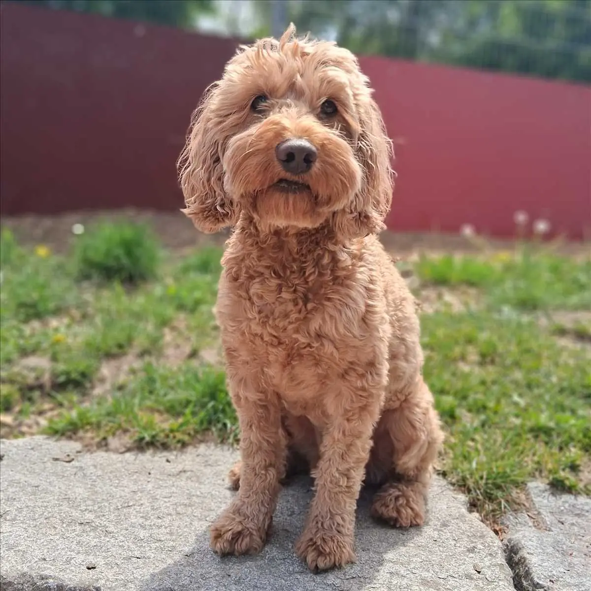 Chico - Pudel - Bild 2