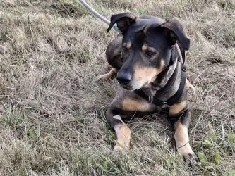 Elmo - Deutscher Schäferhund - Bild 3