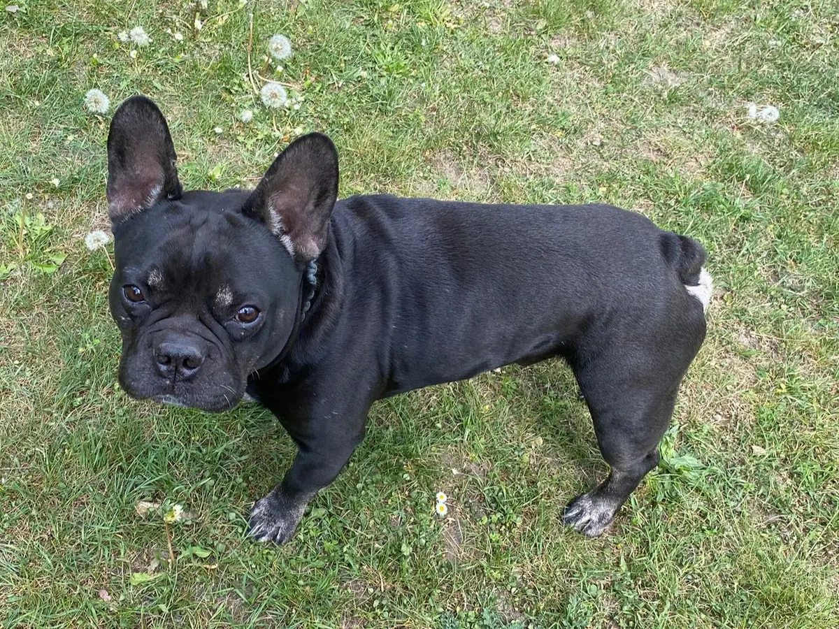 Dustin - Französische Bulldogge - Bild 1