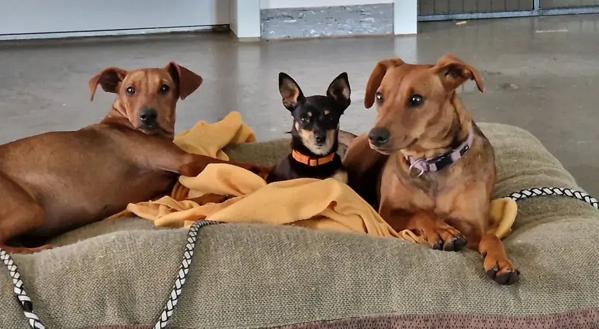 Motte - Deutscher Pinscher - Bild 2