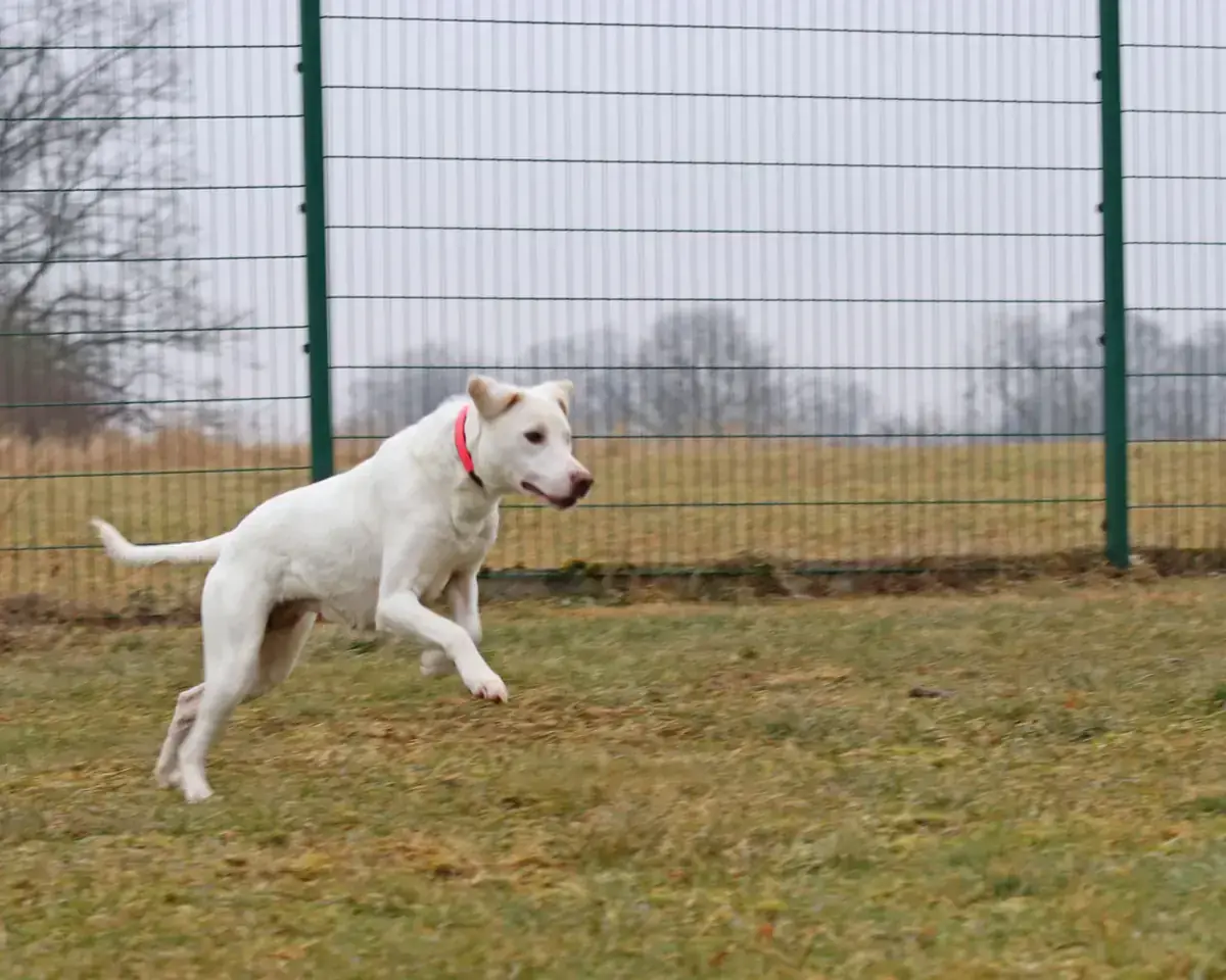Rosa -  - Bild 16