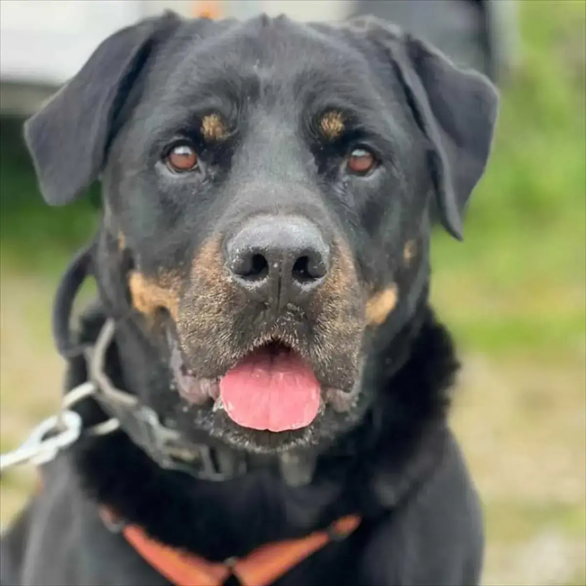 Rottweiler-Mix Tapsi/Patschi