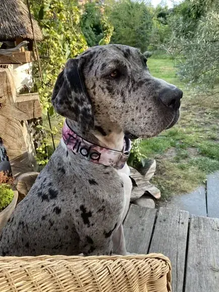 Tilda - Deutsche Dogge - Bild 4