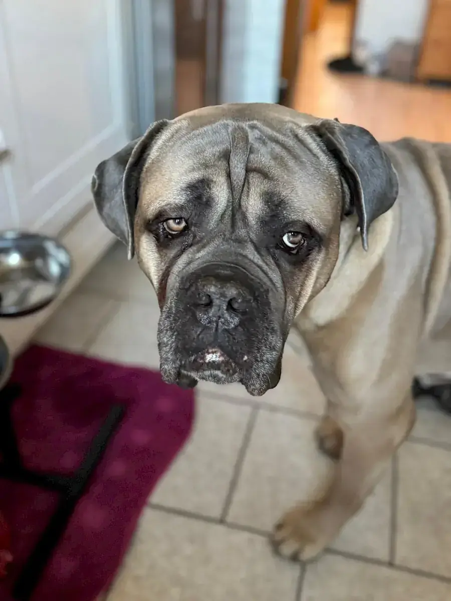 Byron - Cane Corso Italiano - Bild 9