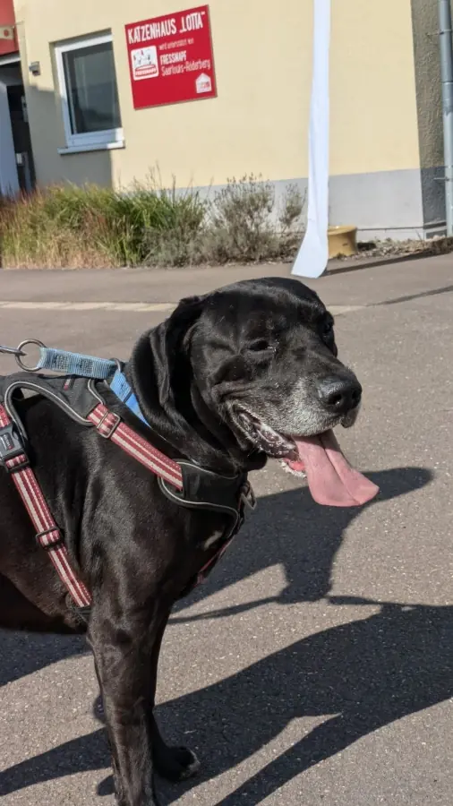 Jackson -  - Bild 4
