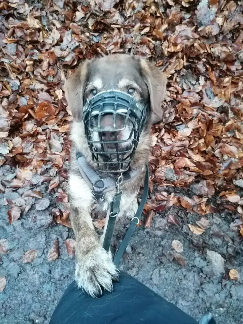 Max -  - Bild 9