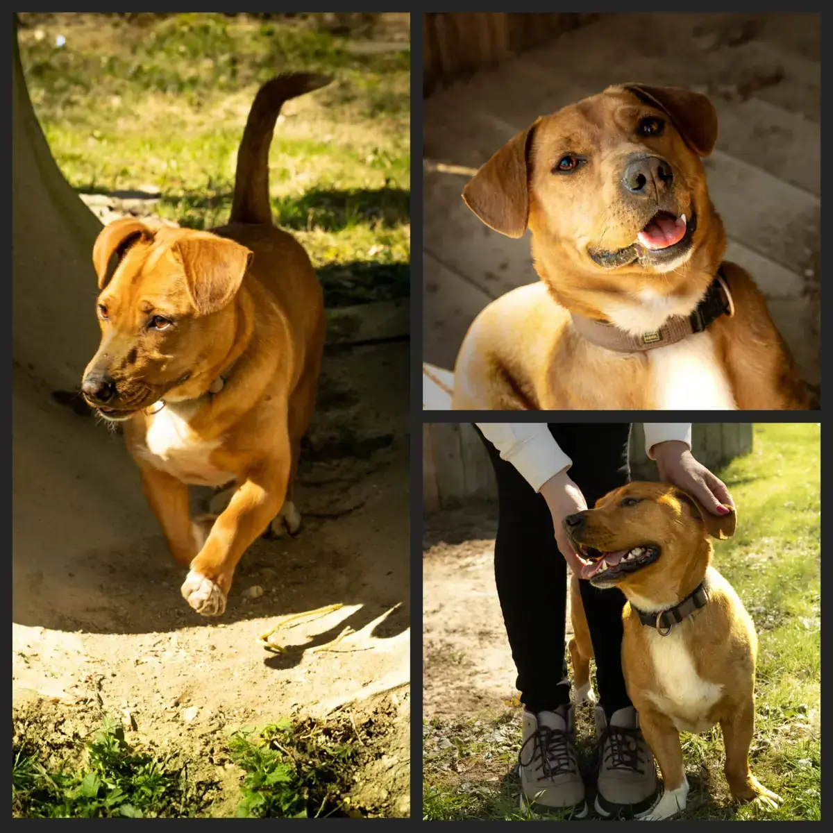 Tyson -  - Bild 1