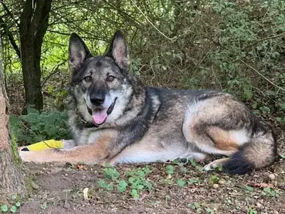 Wölfchen – Hund – Bild 5