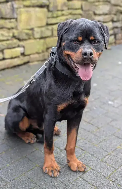 Draco - Rottweiler - Bild 2