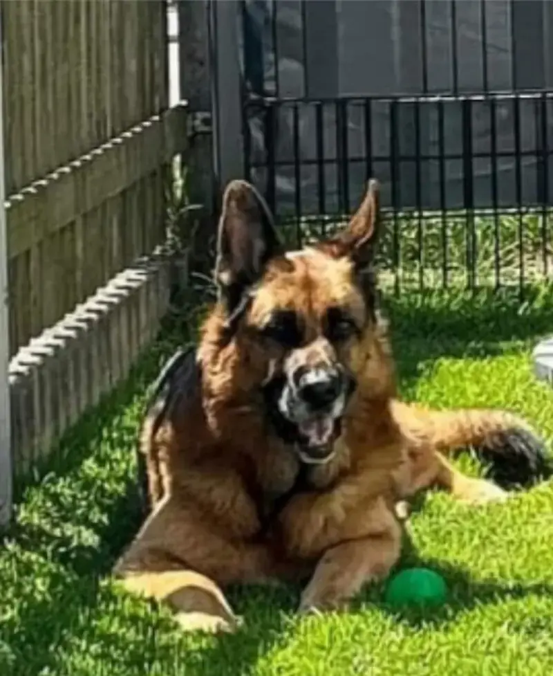 Maxl - Deutscher Schäferhund - Bild 1